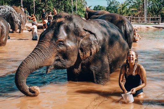 Elephant Jungle Century in Phuket Honeymoon Package